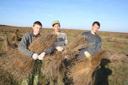 Выращивание льна, необходимого для производства льноволокна и льноватина.
